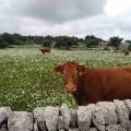 La Sicilia che resiste nei Presìdi Slow Food