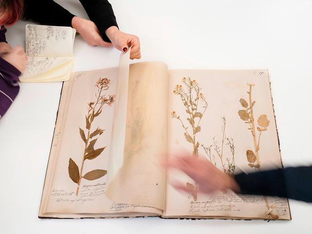 Alessandra Calò - "Herbarium. I fiori sono rimasti rosa"