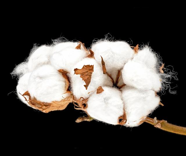 Alla scoperta del cotone siciliano: seguendo la ''rotta del fiocco bianco''