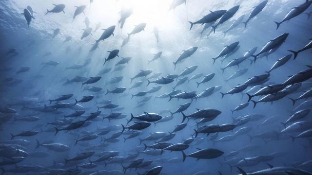 Francesco Zizola - "As If we Were Tuna"