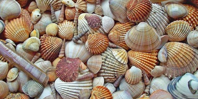 Non raccogliere sassi e conchiglie