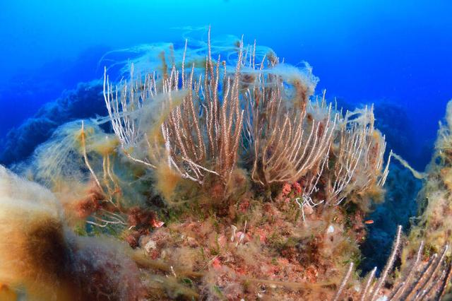 Monitoraggio progetto "Mare Caldo" nell'Area Marina Protetta Capo Milazzo (ME) - Credits Francesco Turano/Greenpeace