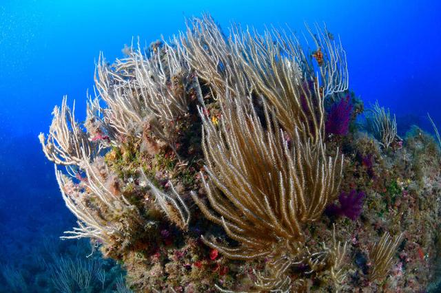 Monitoraggio progetto "Mare Caldo" nell'Area Marina Protetta Capo Milazzo (ME) - Credits Francesco Turano/Greenpeace
