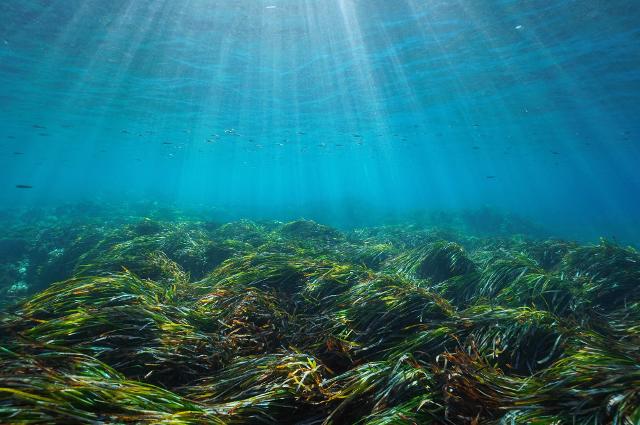 Una prateria di Posidonia oceanica