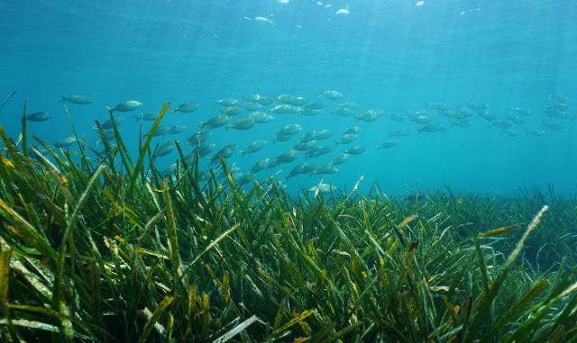 Posidonia oceanica