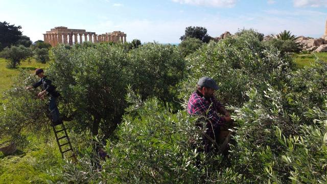 Raccolta delle olive a Selinunte dell'Azienda Centonze
