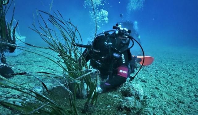 Piantumazione di Posidonia oceanica nei fondali di Mondello