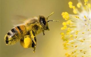 È nato il nuovo Apiario dell'Etna, luogo eletto al turismo esperienziale