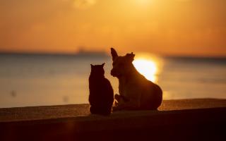Vacanze in Sicilia con il tuo cane o il tuo gatto? I consigli per un viaggio 