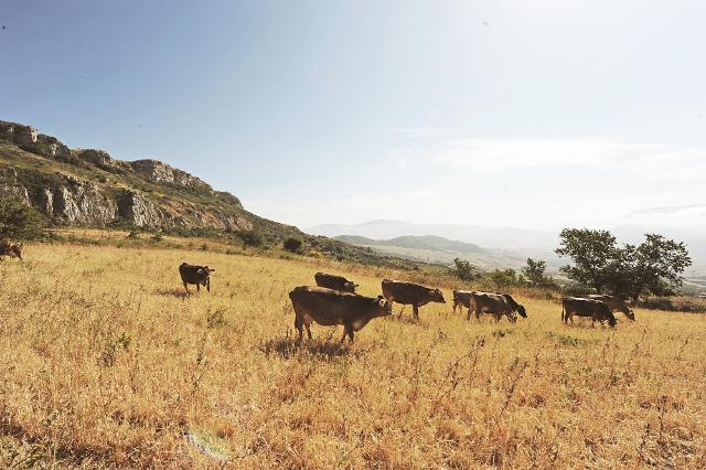 Le vacche delle Madonie con il quale latte si produce la tipica provola - ph Alberto Peroli
