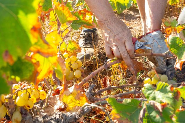 Le vendemmia 2023 di Pantelleria è giunta all'ultima settimana