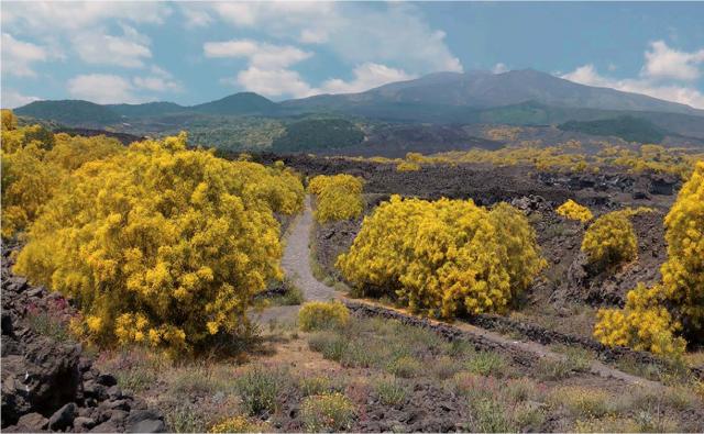 Vorreste assaggiare un liquore al profumo di ginestra dell'Etna?