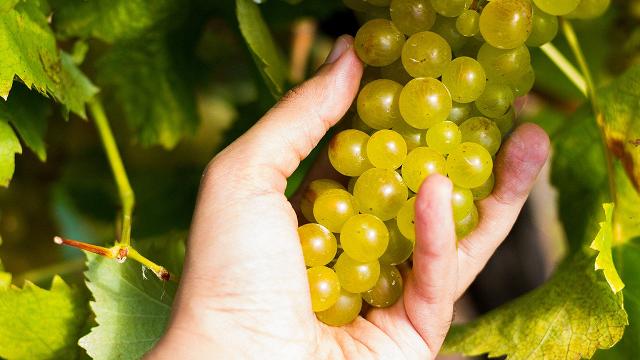 Uva Carricante - Bianco Etna DOC