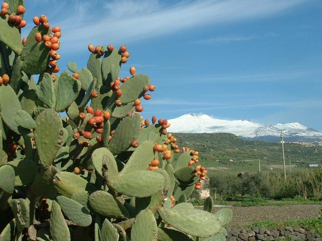 Parte il Consorzio di tutela Ficodindia dell'Etna Dop