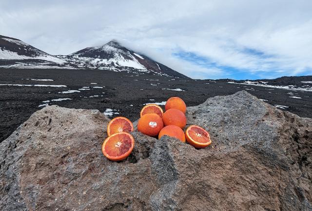 L'Arancia Rossa di Sicilia IGP è tornata in cima all'Etna