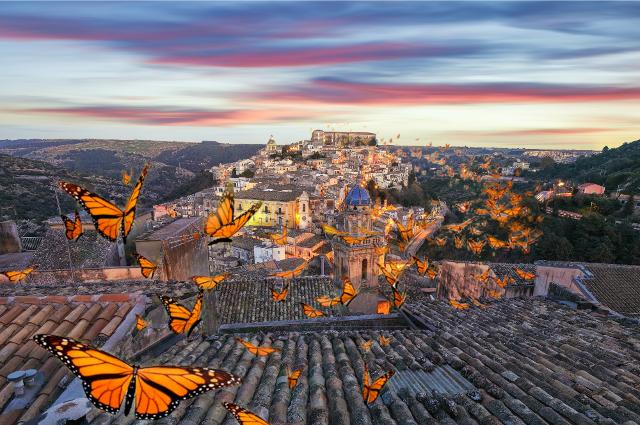 Le farfalle quest’anno, per la prima volta, prendono ''casa'' a Ragusa