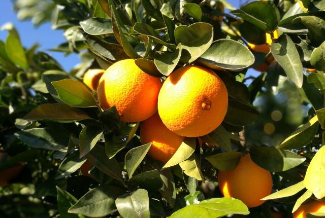 Arance siciliane di piccola pezzatura