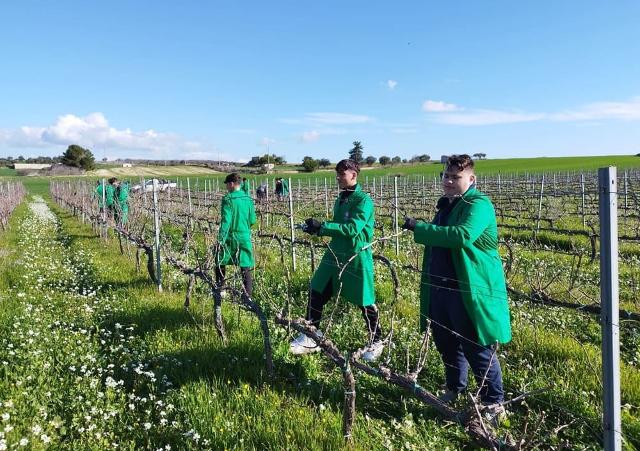 Progetto "Vino Connect Sicilia"