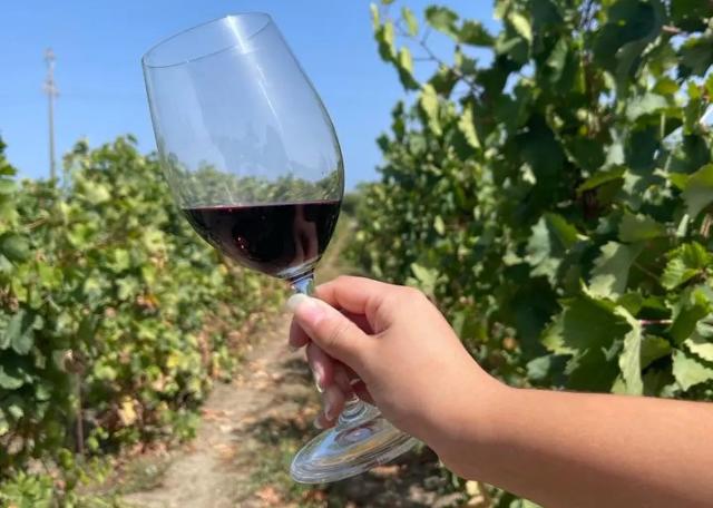 In Sicilia, giovani esperti di vitivinicoltura crescono…