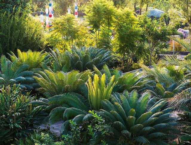 Le Encephalartos del parco botanico Radicepura di Giarre (CT)