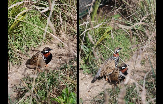 Esemplari di Francolini di mare