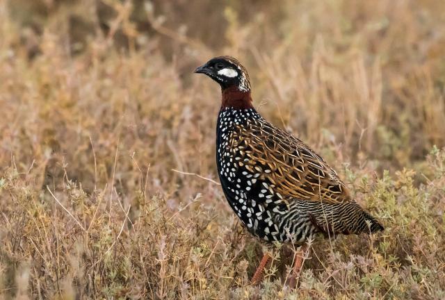 Esemplare maschio di Francolinus francolinus - Elshad photo