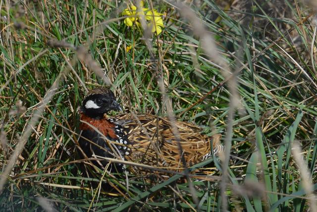 Francolino di mare (Francolinus francolinus)