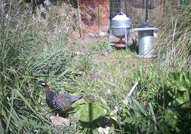 Un Francolino in uno degli habitat temporanei controllati