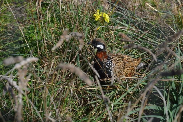 Francolino di mare (Francolinus francolinus)
