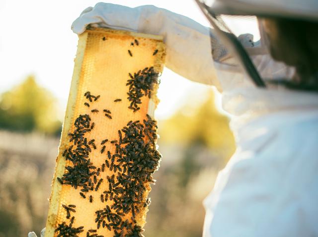 A minacciare la popolazione residua di ape nera siciliana c'è poi anche l'inquinamento di aria e suolo nelle sue varie forme... A minacciare la popolazione residua di ape nera siciliana c'è poi anche l'inquinamento di aria e suolo nelle sue varie forme...