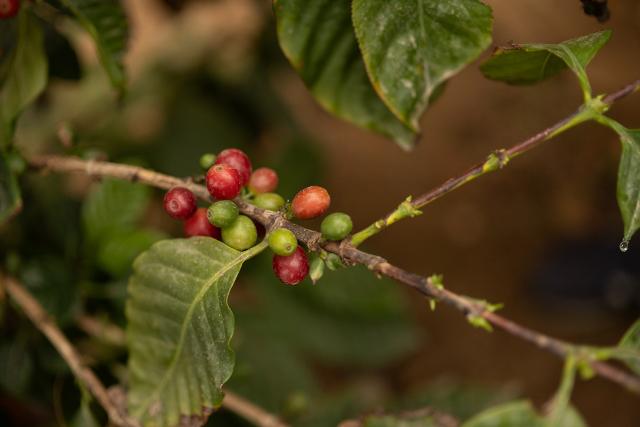 In Sicilia si torna a coltivare il caffè, all'Orto botanico di Palermo