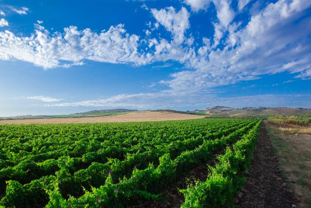 I vigneti Fazio I vigneti Fazio