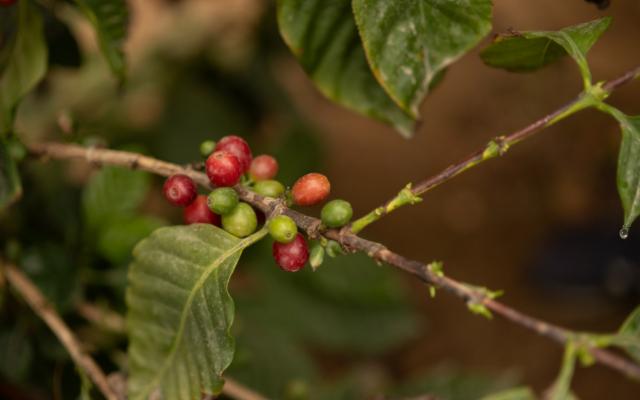 In Sicilia si torna a coltivare il caffè, all'Orto botanico di Palermo