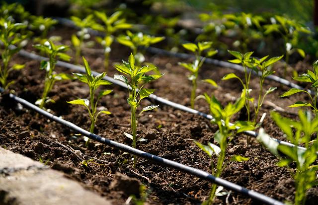 Irrigazione a goccia