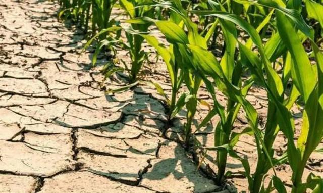 Implementare tecniche di irrigazione sostenibile non solo consente di risparmiare acqua, ma contribuisce anche a migliorare la salute e la resilienza delle piante...