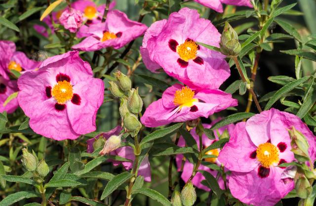 Il Cisto (Cistus)