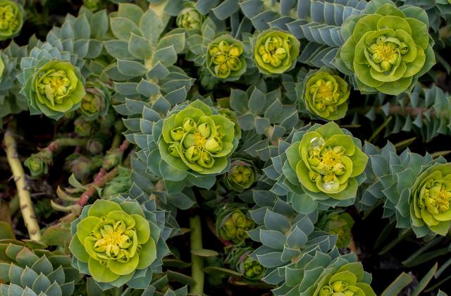 Euphorbia