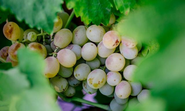 Nel cuore della Sicilia, dove il sole accarezza le colline e il vento porta i profumi del Mediterraneo, cresce un vitigno che racchiude l'essenza di questa terra magica: l'Inzolia.
