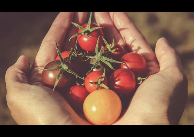 Sapete che differenza c'è tra un pomodoro rosso e uno in via di maturazione?