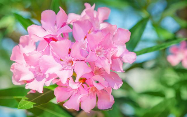 Oleandro (Nerium oleander)