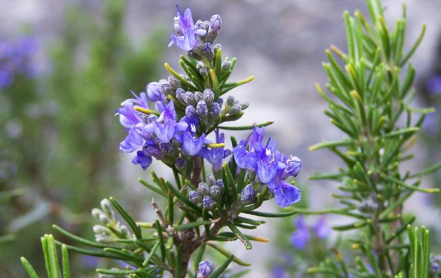Rosmarino (Rosmarinus officinalis)