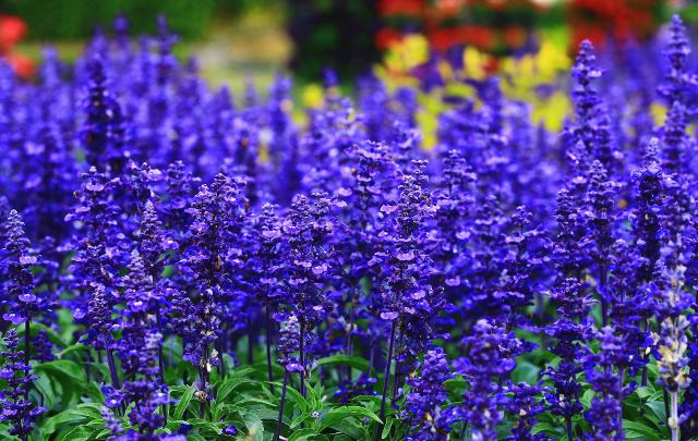 Salvia ornamentale
