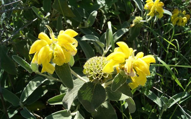 Salvione giallo (Phlomis fruticosa)