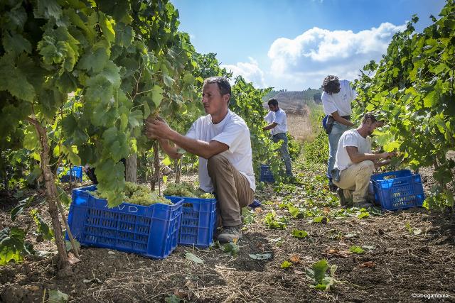 I ''100 giorni di vendemmia'' 2024 di Donnafugata sono cominciati