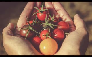 Sapete che differenza c'è tra un pomodoro rosso e uno in via di maturazione?