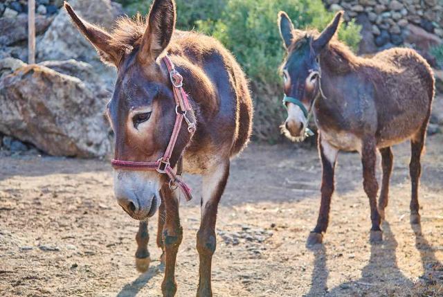 A Pantelleria, dal 5 al 12 ottobre, si terrà la prima edizione del "Festival Pantelleria Asinabile"...
