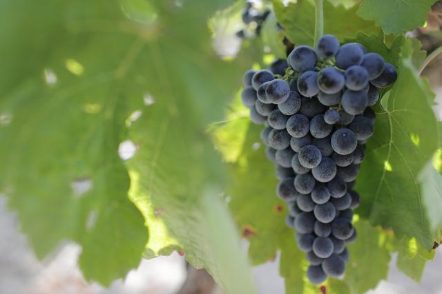 Il Consorzio di tutela vini DOC Sicilia si avvia al termine della vendemmia 2024