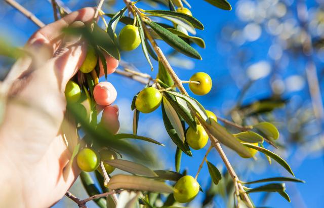 La raccolta delle olive anticipata