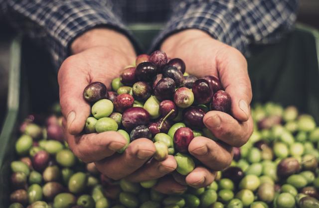 Qual è il momento giusto per raccogliere le olive?