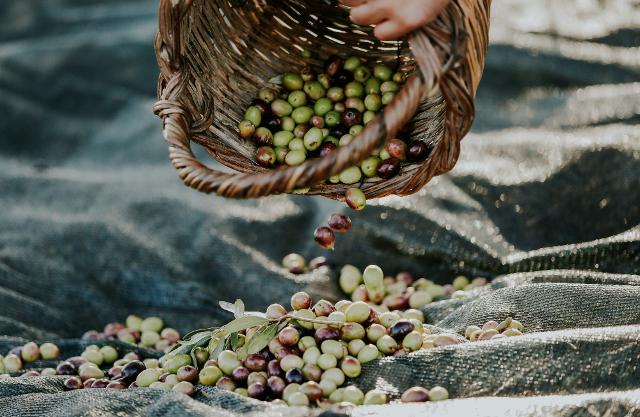Meglio la raccolta anticipata o quella ritardata?